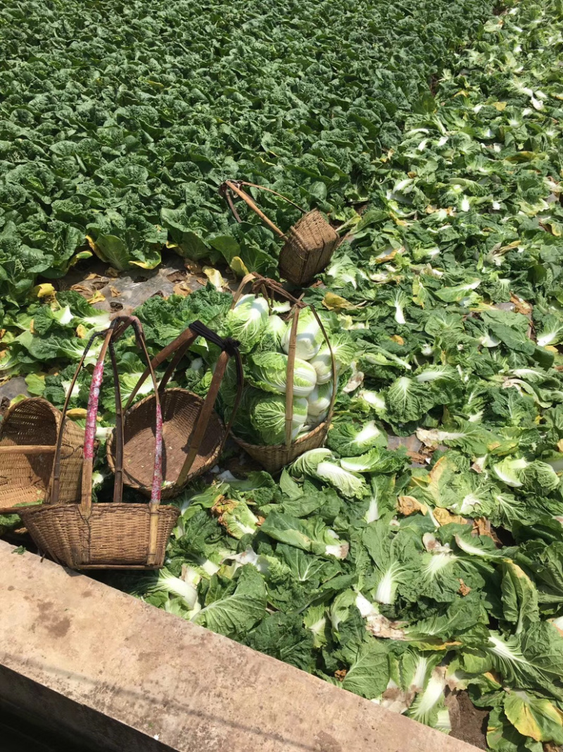 白菜，优质黄心白菜大量上市