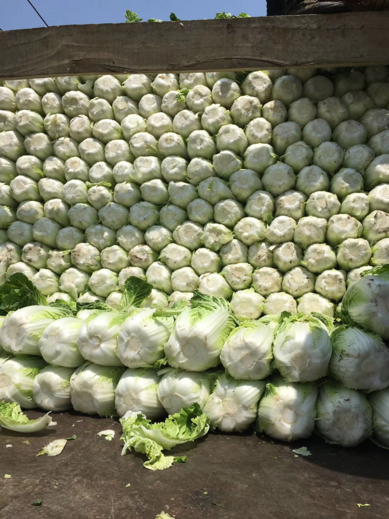 白菜，优质黄心白菜大量上市