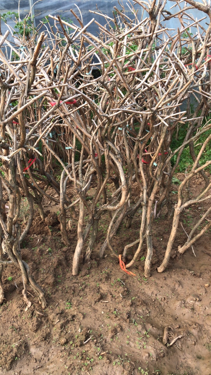 凌霄树苗长廊景区布置超长花期线上包邮