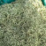 昌玉药材特好金银花产地直销薄利多销