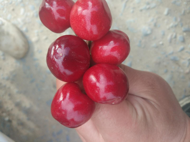 美早樱桃，可实地考察，一手货源，大量供应。