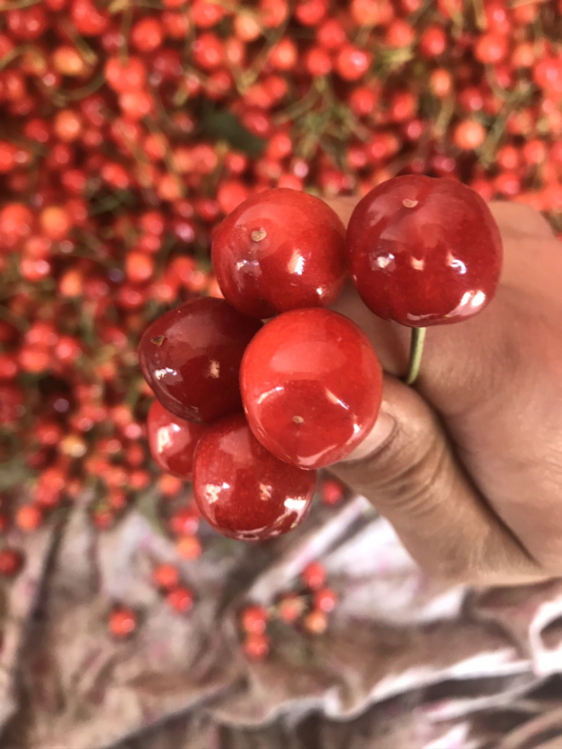 红灯樱桃，红灯，产地直发，可实地考察，大量供应