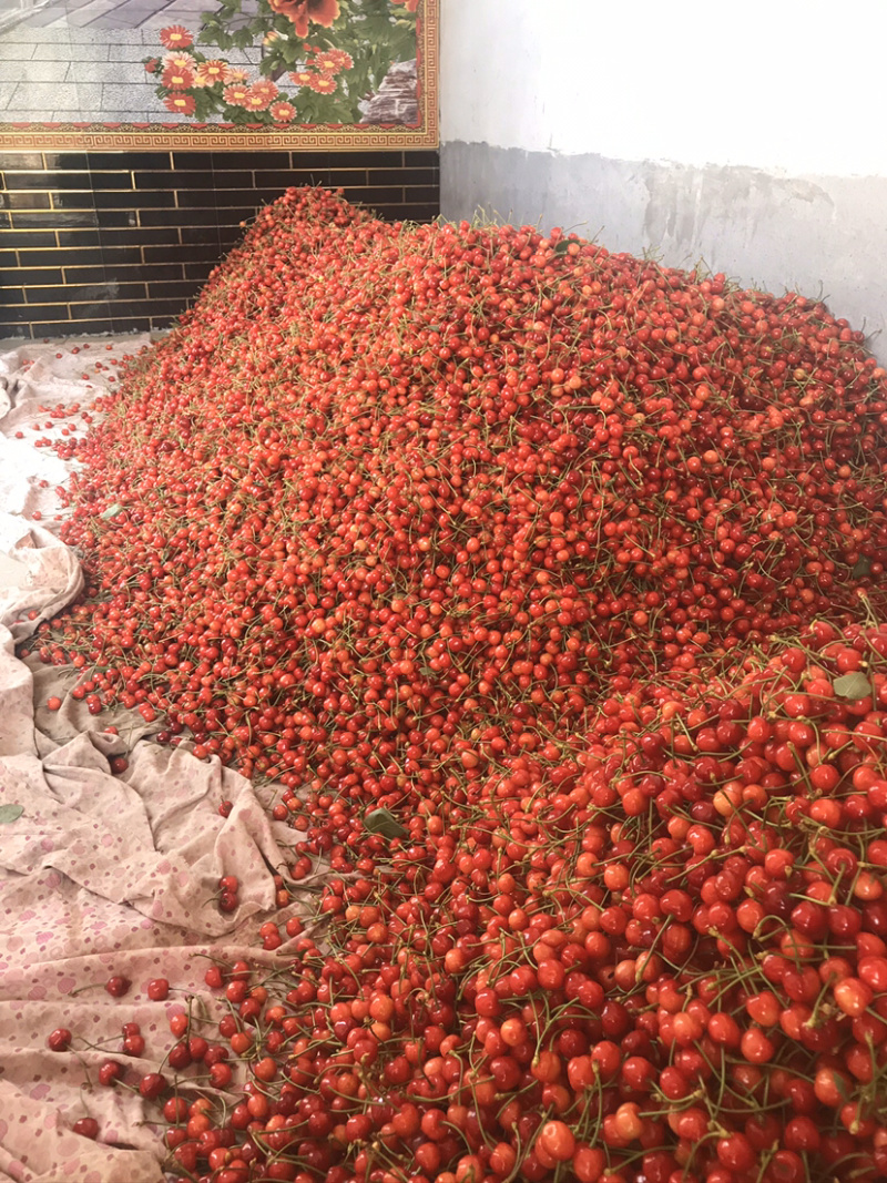美早樱桃，产地直发，一手货源，可实地考察