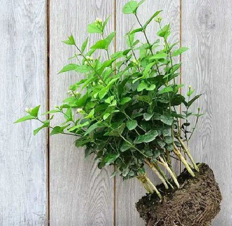 茉莉花盆栽四季重瓣茉莉花苗虎头茉莉化肥花卉阳台室内庭