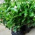 茉莉花盆栽四季重瓣茉莉花苗虎头茉莉化肥花卉阳台室内庭