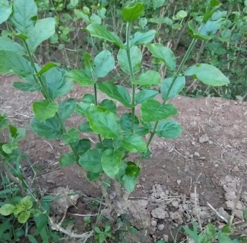 茉莉花盆栽四季重瓣茉莉花苗虎头茉莉化肥花卉阳台室内庭