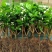 茉莉花盆栽四季重瓣茉莉花苗虎头茉莉化肥花卉阳台室内庭