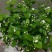 茉莉花盆栽四季重瓣茉莉花苗虎头茉莉化肥花卉阳台室内庭