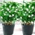 茉莉花盆栽四季重瓣茉莉花苗虎头茉莉化肥花卉阳台室内庭