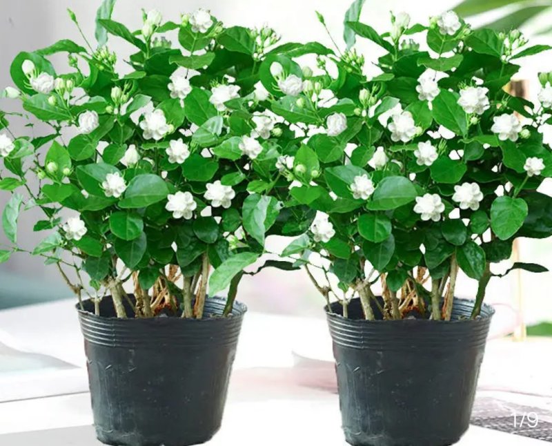 茉莉花盆栽四季重瓣茉莉花苗虎头茉莉化肥花卉阳台室内庭