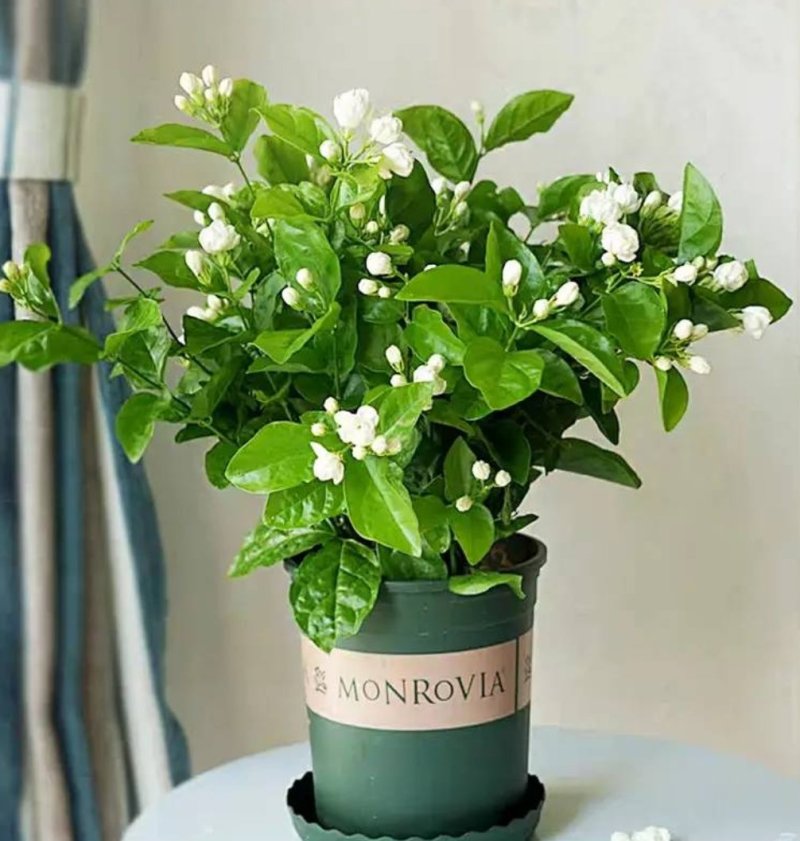 茉莉花盆栽四季重瓣茉莉花苗虎头茉莉化肥花卉阳台室内庭