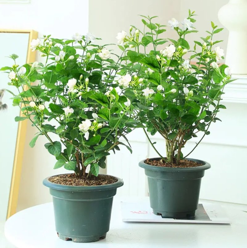 茉莉花盆栽四季重瓣茉莉花苗虎头茉莉化肥花卉阳台室内庭