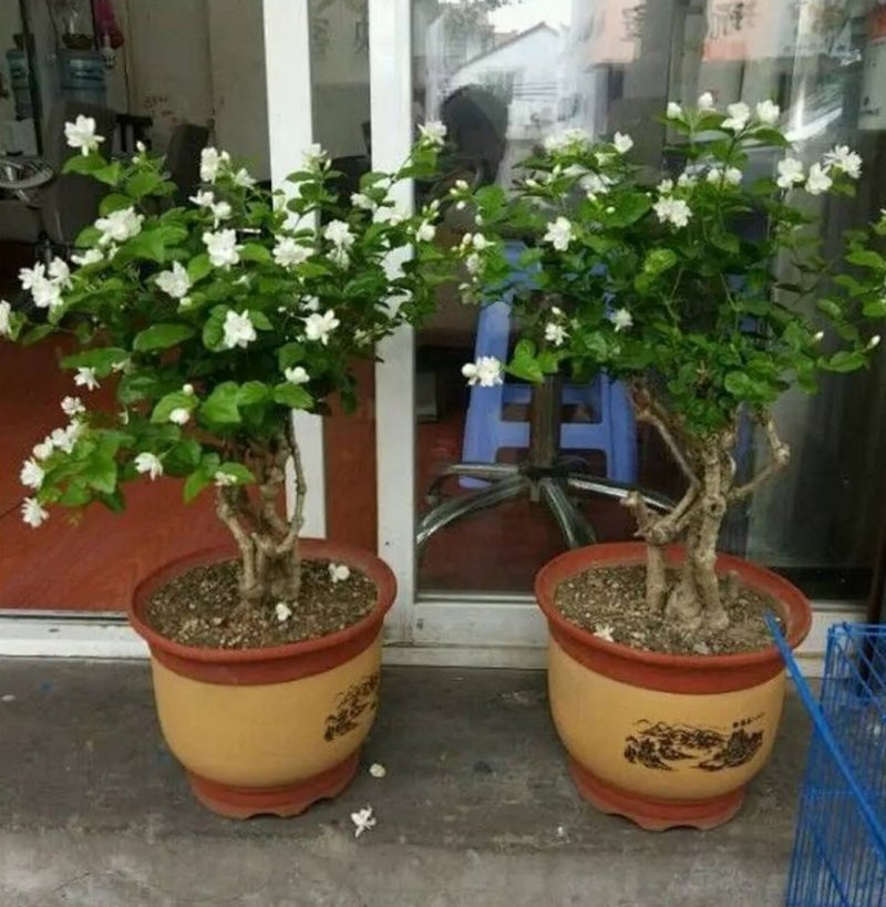 茉莉花盆栽四季重瓣茉莉花苗虎头茉莉化肥花卉阳台室内庭