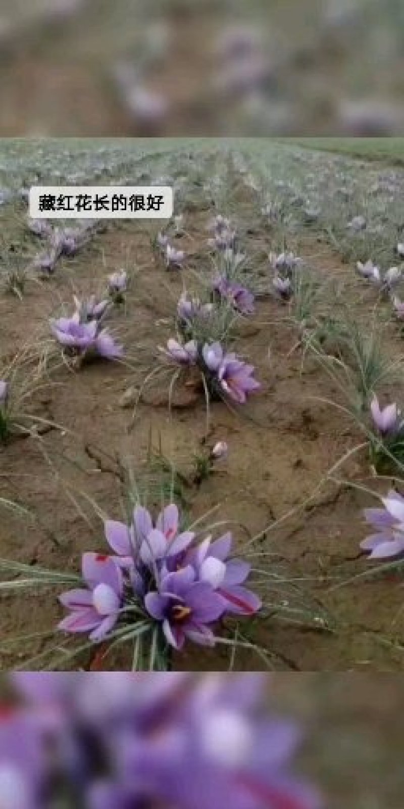 藏红花(西红花)现挖出来数量不多保成活快来订购吧。