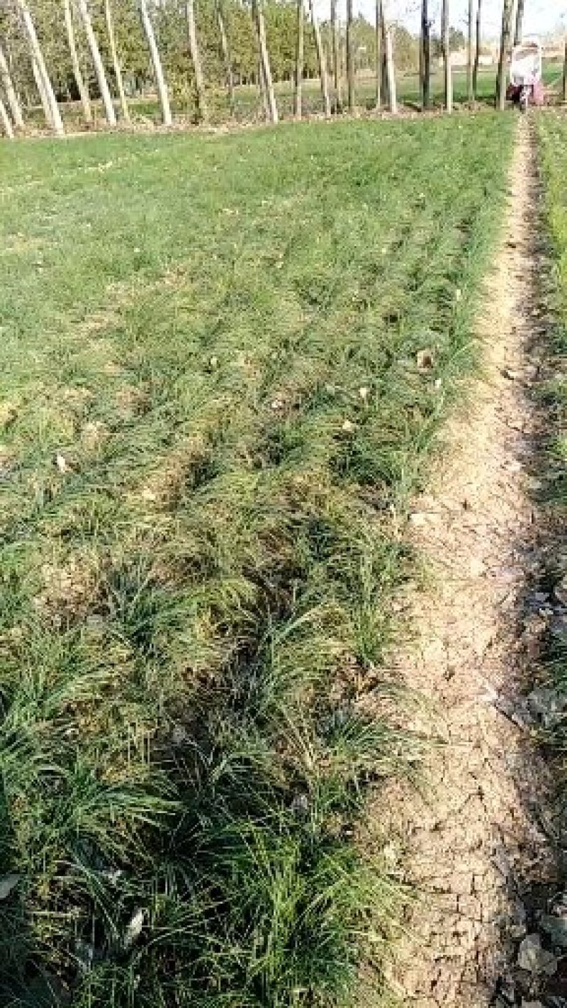 藏红花(西红花)现挖出来数量不多保成活快来订购吧。