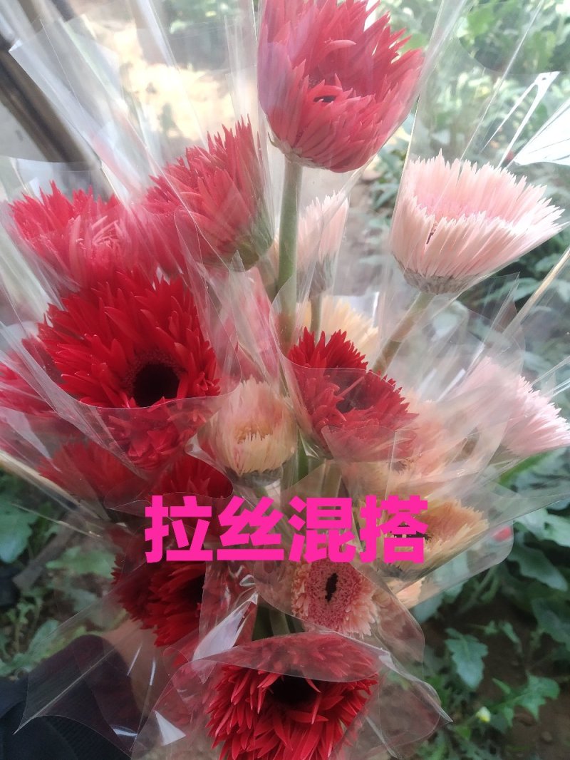 山东玫瑰基地直发一扎18支送两支防损包邮新鲜采摘发货