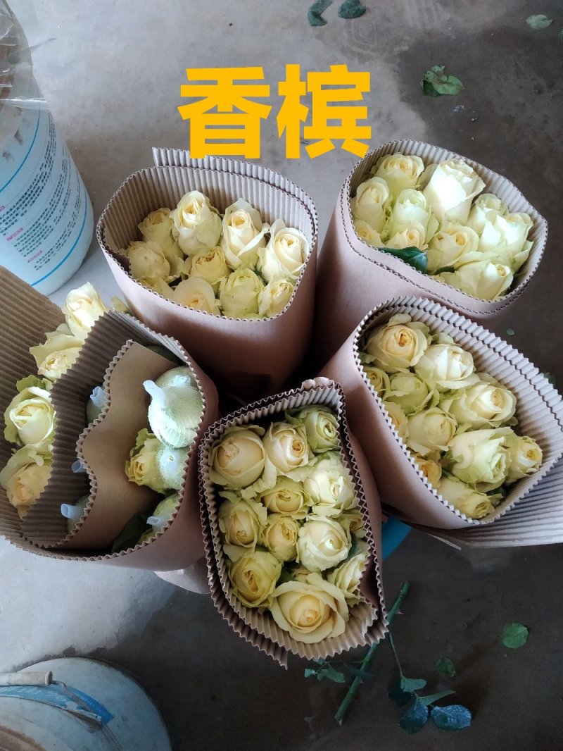 山东玫瑰基地直发一扎18支送两支防损包邮新鲜采摘发货