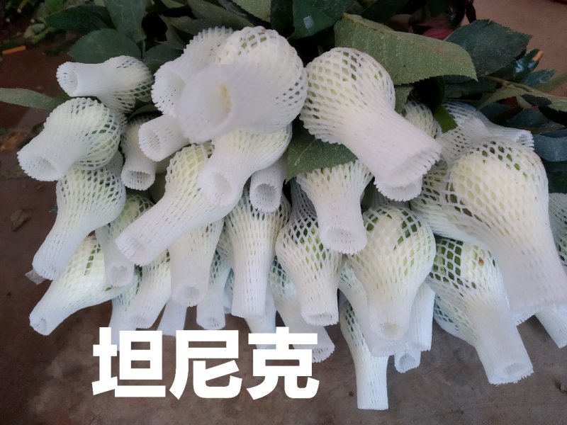 山东玫瑰基地直发一扎18支送两支防损包邮新鲜采摘发货