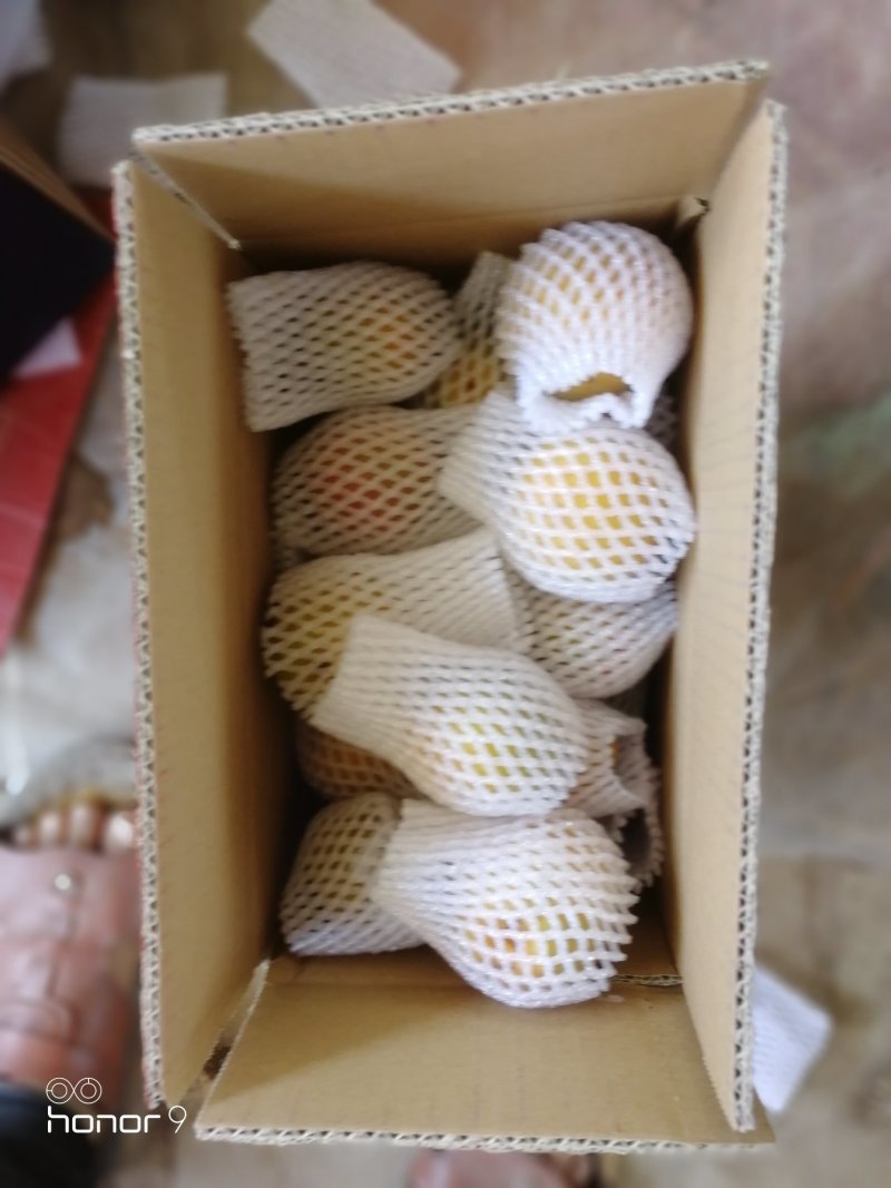 凯特杏，金太阳杏，小白杏，丰园红杏