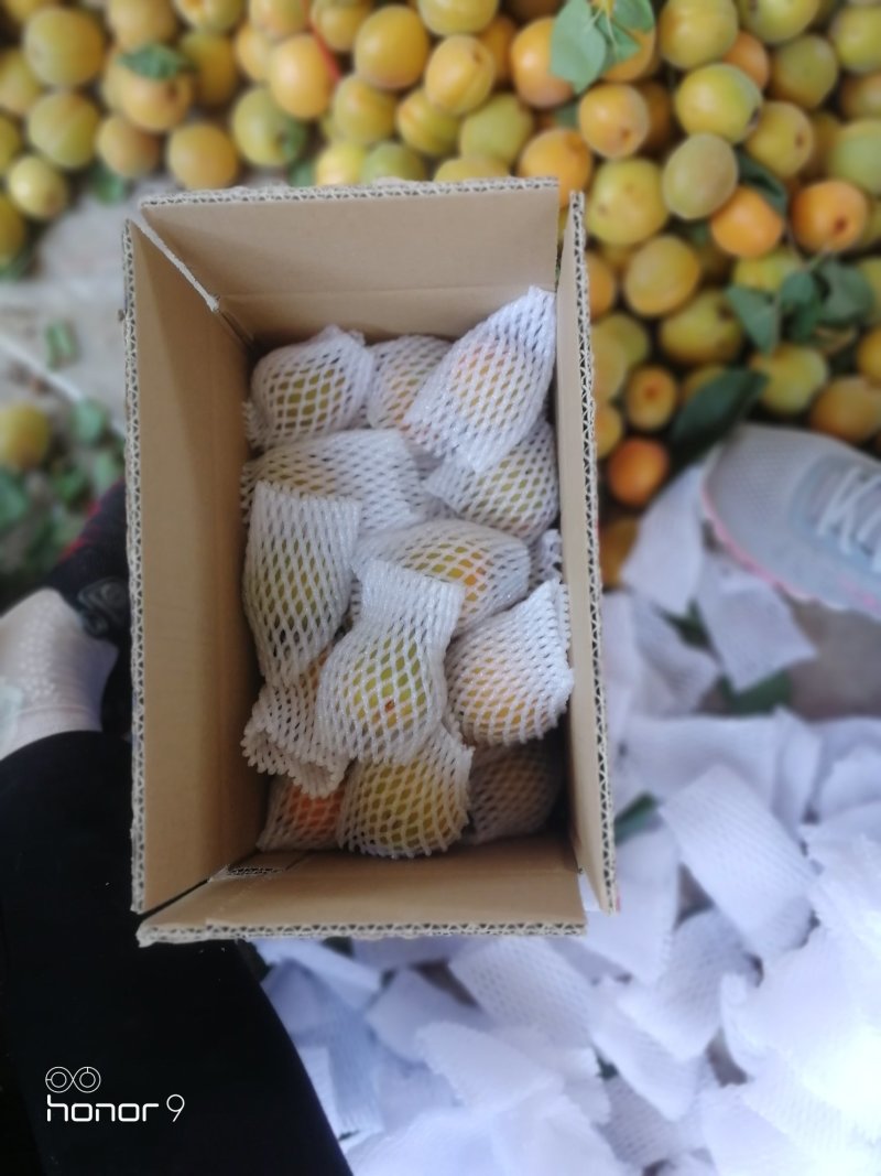 凯特杏，金太阳杏，小白杏，丰园红杏