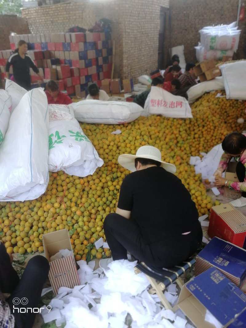 凯特杏，金太阳杏，小白杏，丰园红杏