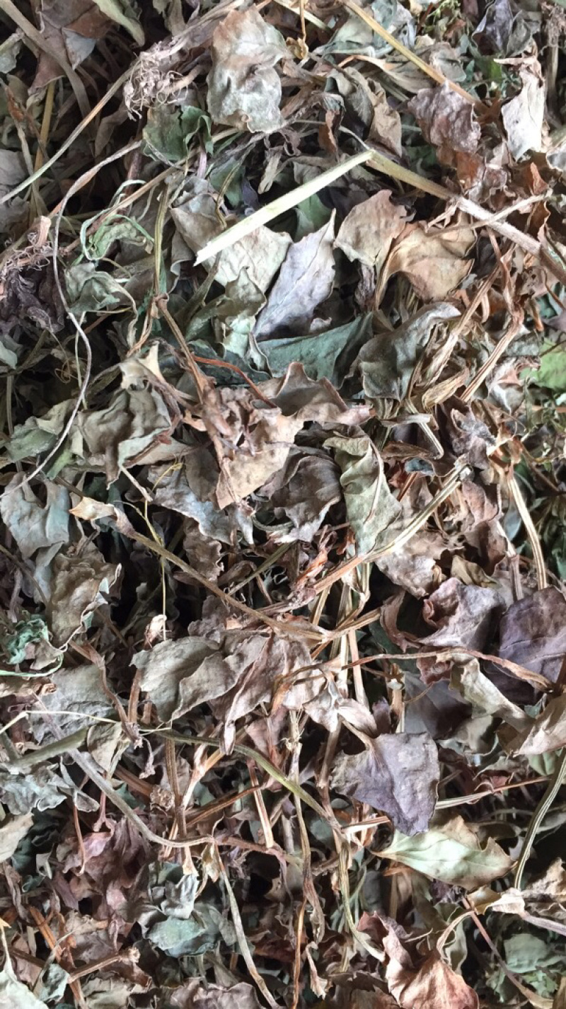 湖北鱼腥草干叶大量上市基地直供可视频看货