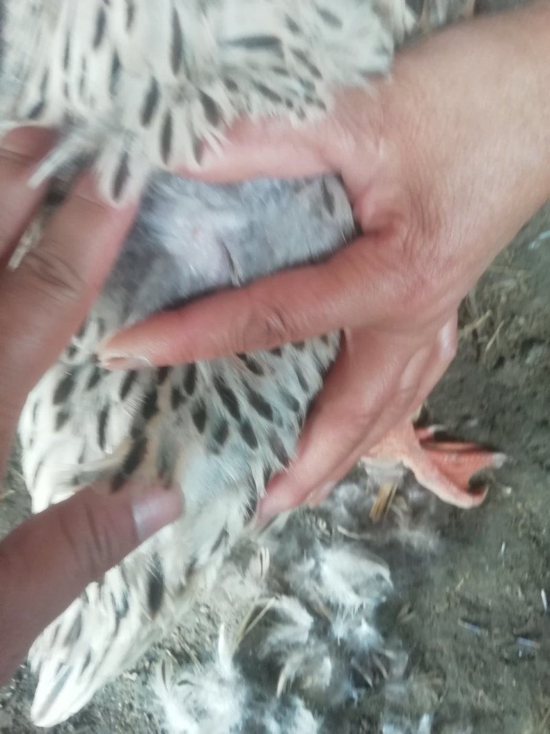 江苏上海可以送长期出售白脖老鸭，江苏，上海，周边可以送货