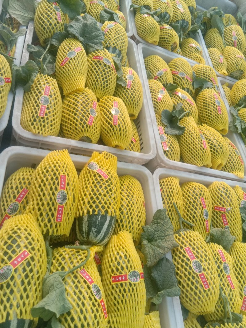 【精品】山东万亩基地供货，博洋9甜瓜大量上市，保质保量