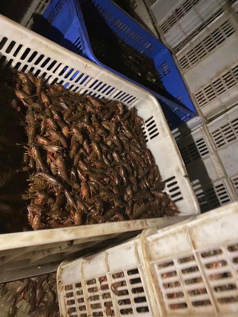 大量供应甲鱼饲料虾，饲料鱼