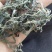 襄阳干香椿嫩芽2022年头茌香椿芽包邮野菜