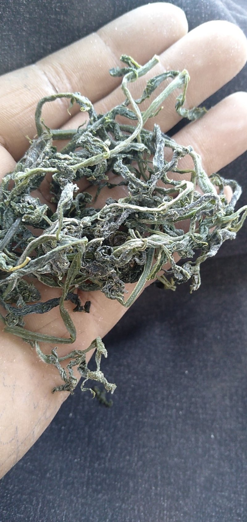 襄阳干香椿嫩芽2022年头茌香椿芽包邮野菜