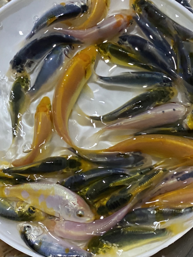 三色德国锦鲤鱼苗大量批发已训食料欢迎订购