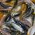 三色德国锦鲤鱼苗大量批发已训食料欢迎订购