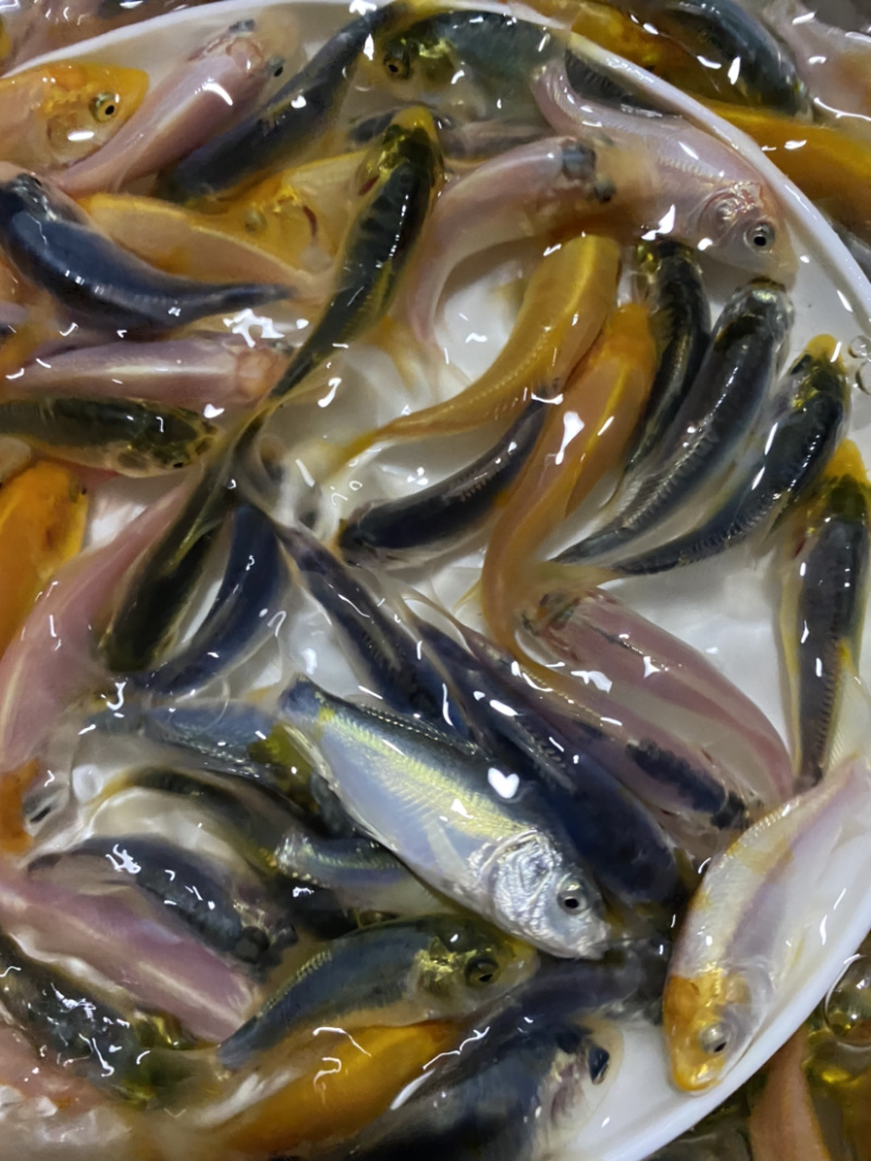 三色德国锦鲤鱼苗大量批发已训食料欢迎订购