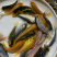 三色德国锦鲤鱼苗大量批发已训食料欢迎订购