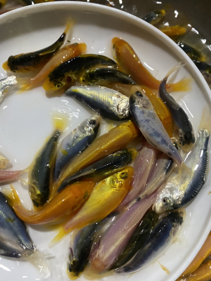 三色德国锦鲤鱼苗大量批发已训食料欢迎订购