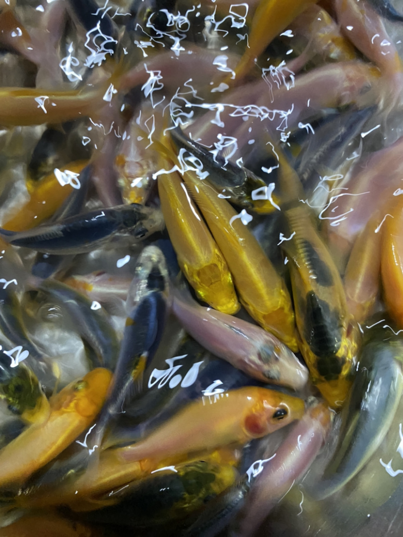 三色德国锦鲤鱼苗大量批发已训食料欢迎订购