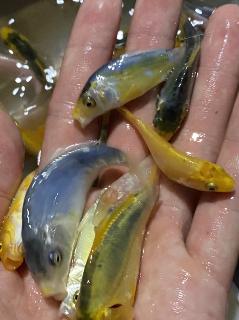 三色德国锦鲤鱼苗大量批发已训食料欢迎订购