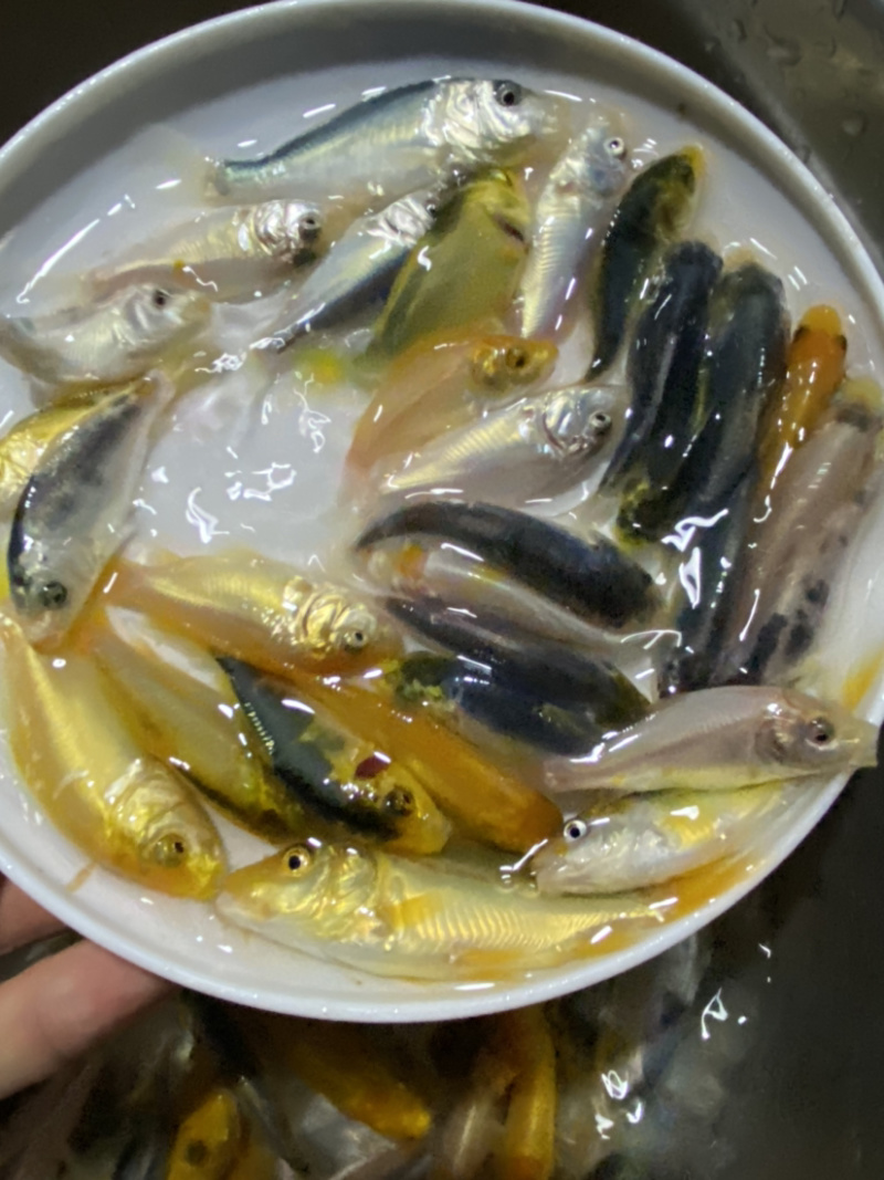 三色德国锦鲤鱼苗大量批发已训食料欢迎订购