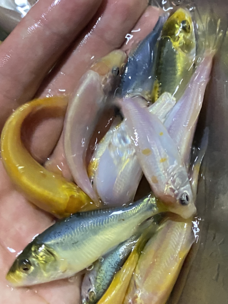 三色德国锦鲤鱼苗大量批发已训食料欢迎订购