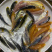 三色德国锦鲤鱼苗大量批发已训食料欢迎订购