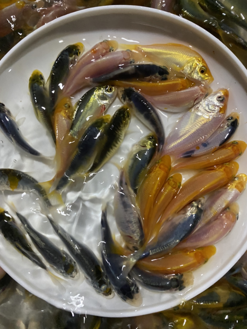 三色德国锦鲤鱼苗大量批发已训食料欢迎订购