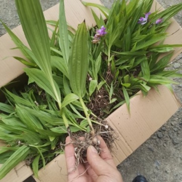 白芨苗