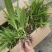 白芨苗