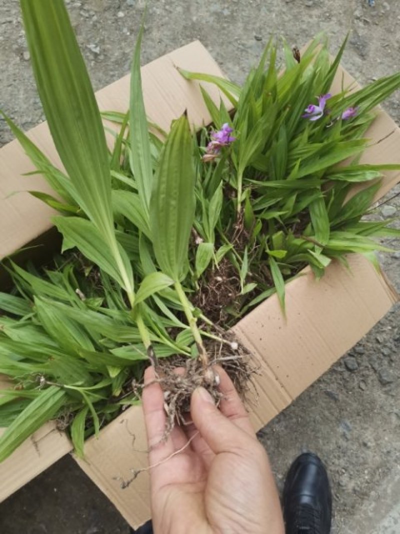 白芨苗