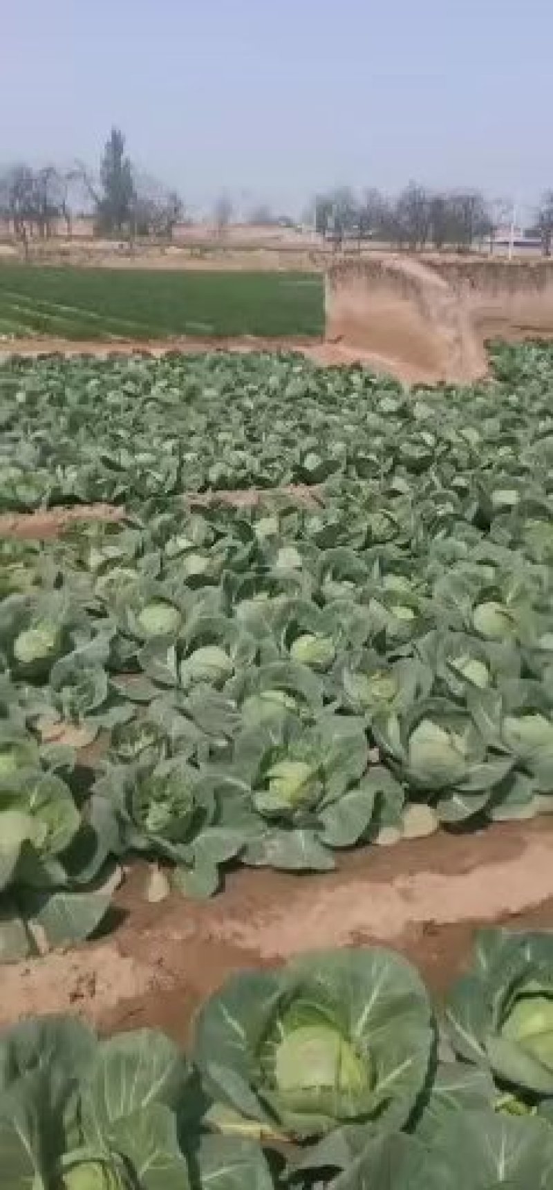 杏子大量上市中，一手货源，供货量大，一手货源，