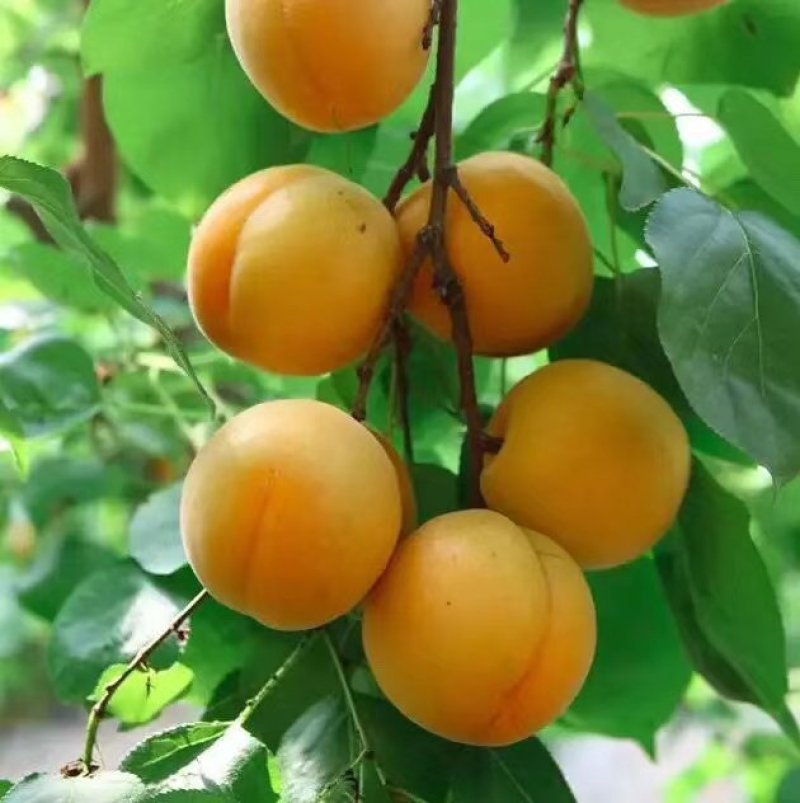 杏子大量上市中，一手货源，供货量大，一手货源，