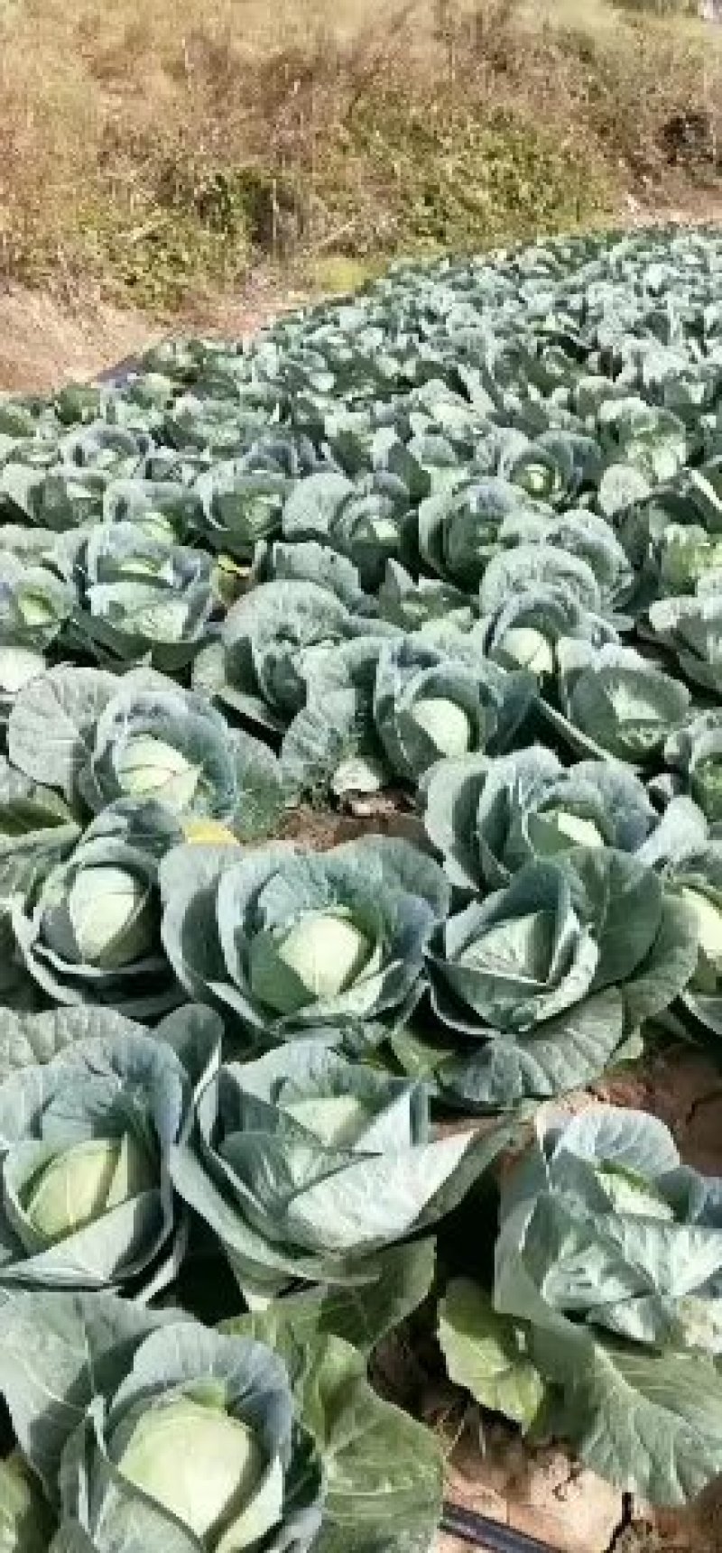 杏子大量上市中，一手货源，供货量大，一手货源，