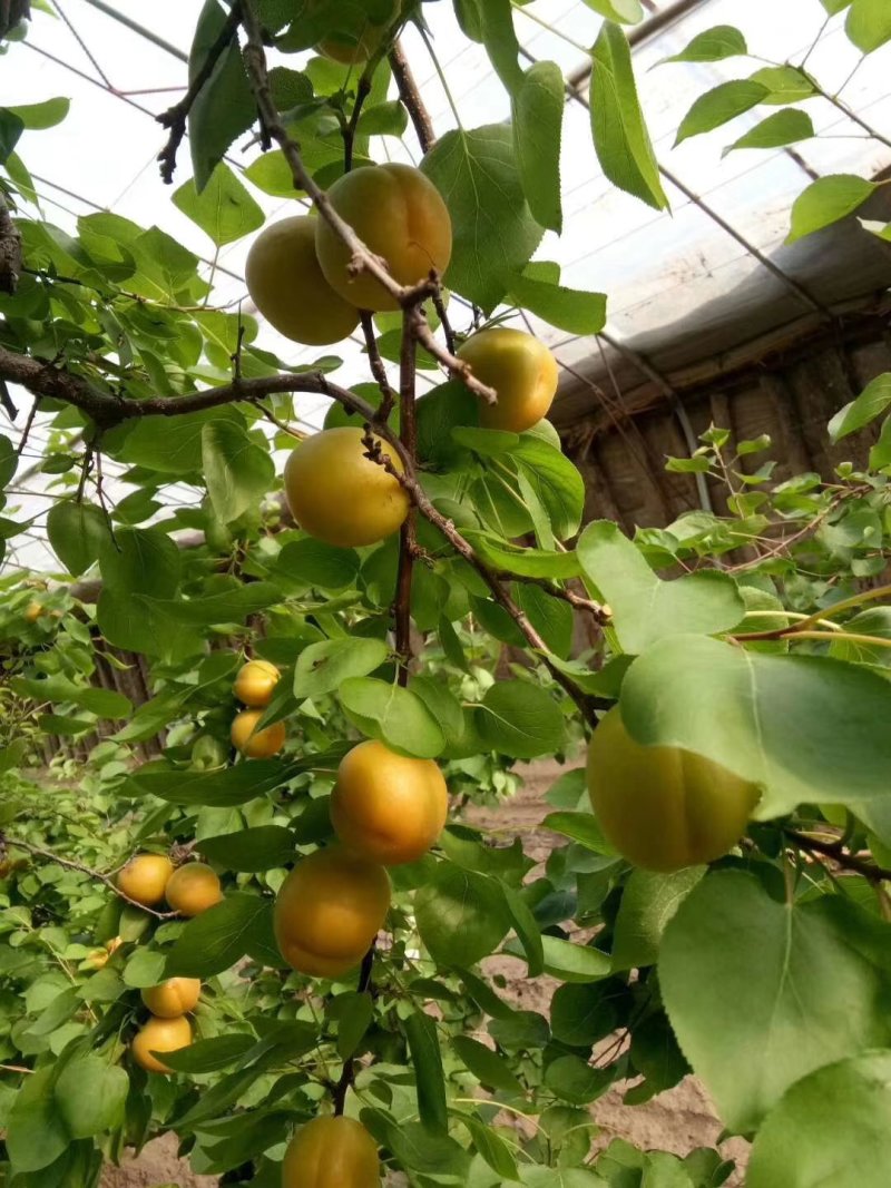 杏子大量上市中，一手货源，供货量大，一手货源，