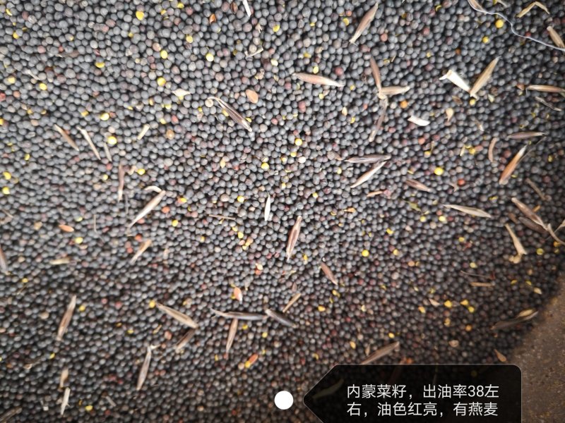 优质油菜籽